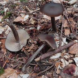 Genre Entoloma