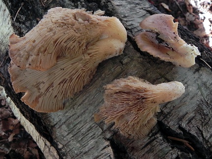 Panus conchatus
