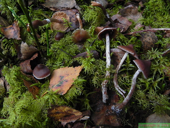 Cortinarius-flexipes.JPG