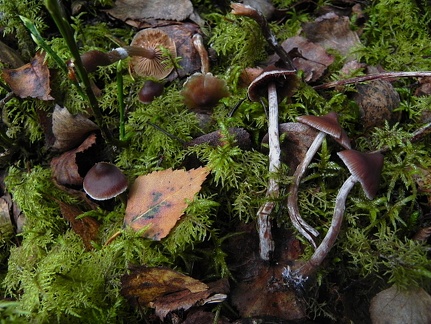 Cortinarius flexipes var. flabellus ?