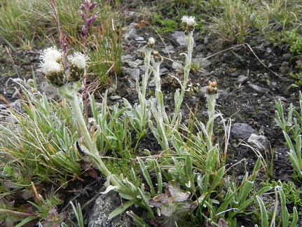 Antennaria carpatica