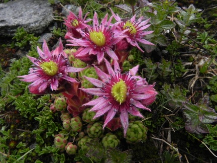 Sempervivum montanum